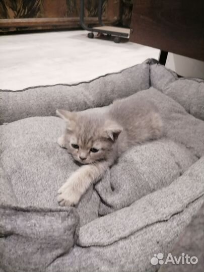 Продам котят серебристая шиншилла