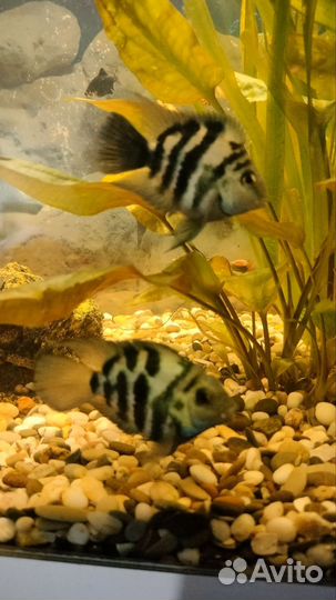 Аквариумные рыбки