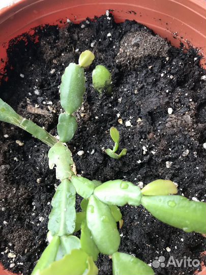 Декабрист шлюмбергера с горшком