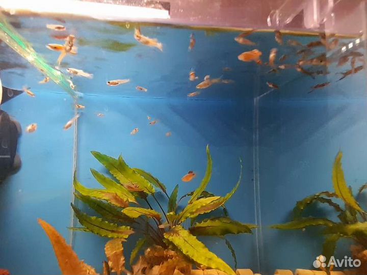 Аквариумные рыбки