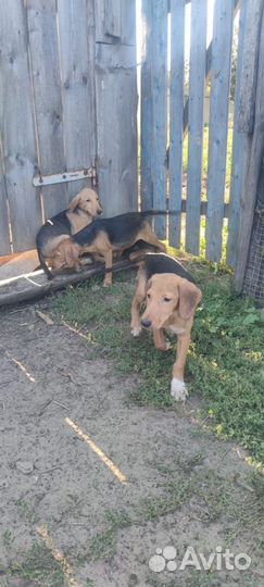 Продаются щенки русских гончих