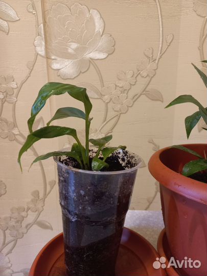 Спатифиллум