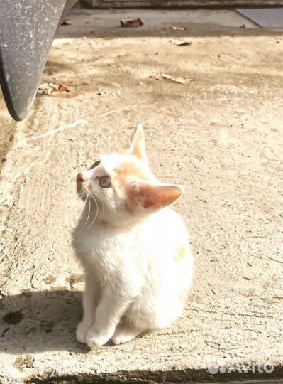 Бесплатно бело рыжий