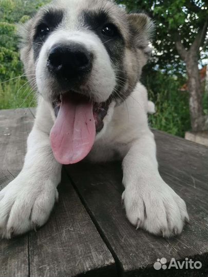 Среднеазиатская овчарка. Алабай