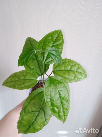 Клеродендрум госпожи томпсон