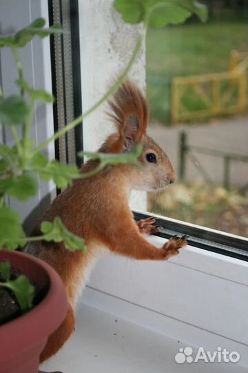 Домашние белки