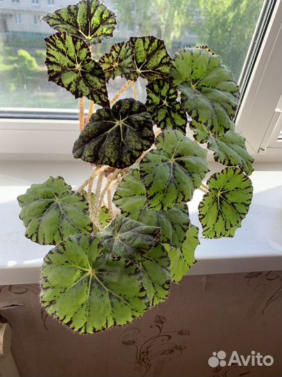 Комнатные цветы