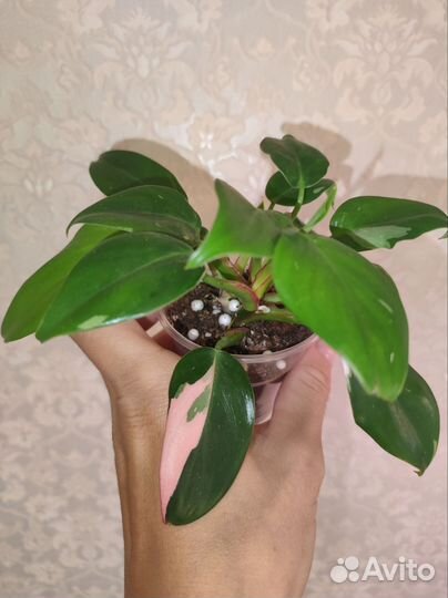 Филодендрон Белая принцесса
