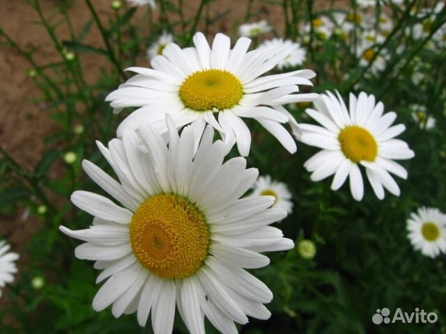 Ромашка многолетняя