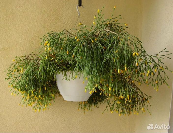 Хатиора, суккулент/кактус