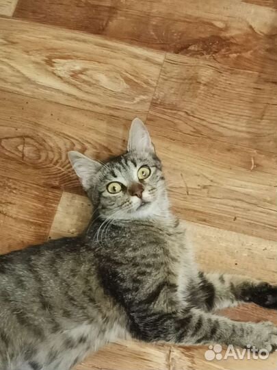 Кошка красотка камышового окраса