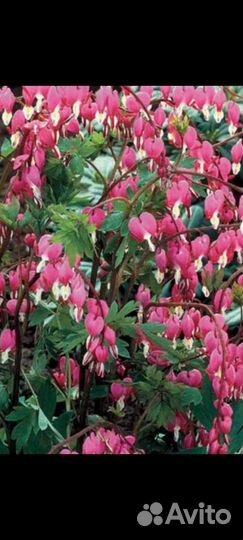 Многолетние цветы