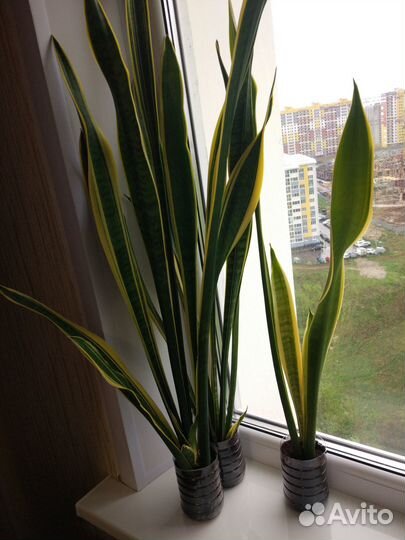 Сансевиерия, щучий хвост, тёщин язык