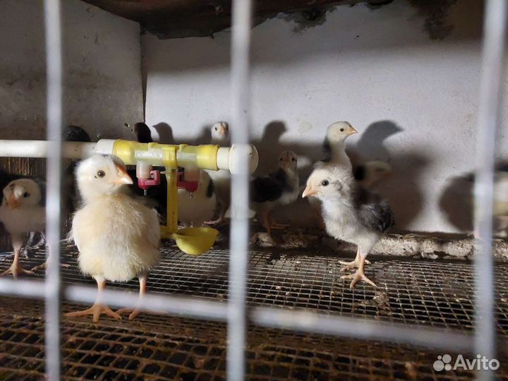 Утята, Цыплята суточные домашние, бройлерные пород