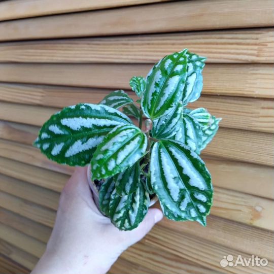 Пилея Кадье