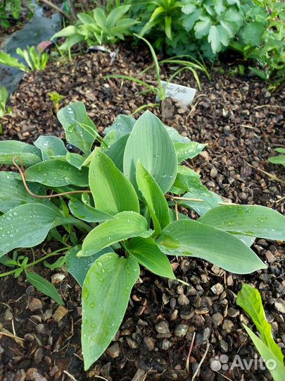 Хоста растение