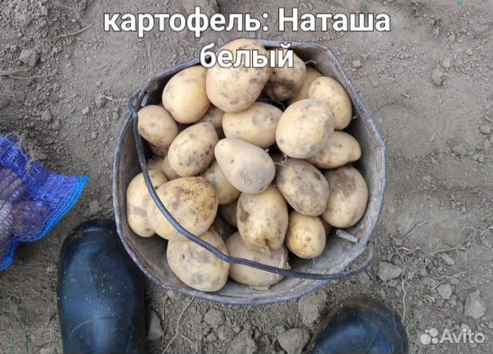 Продам картофель оптом