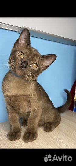 Бурма европейская