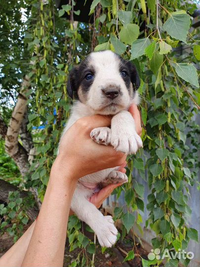 Маленькое Чудо, 1 месяц, в дар на счастье