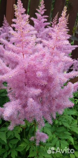 Цветы многолетники