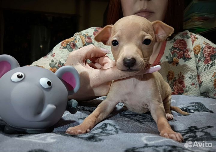 Щенки левретки