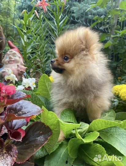 Померанский шпиц мини щенок мальчик