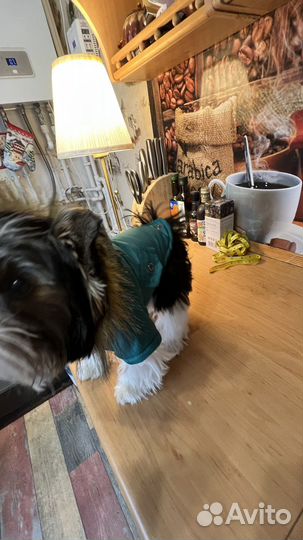 Куртка для собак мелких пород