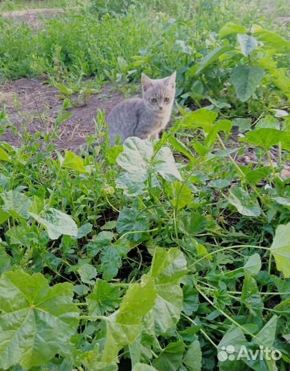 Котёнок