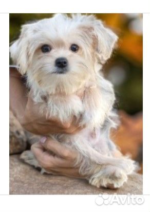 Щенок йорк мальтезе