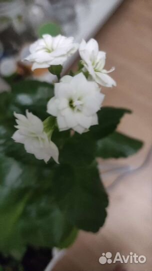 Каланхоэ цветущий