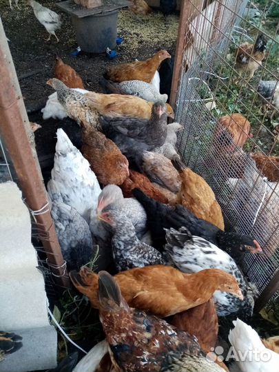 Куры молодки