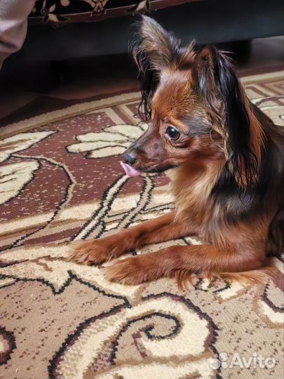 Случка Русский той терьер самец