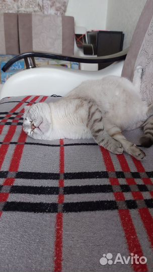 Кот в дар