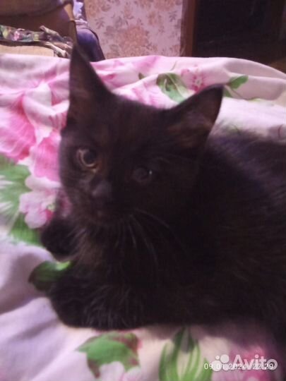 Отдам кошечку