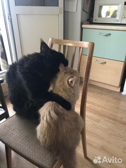 Котята мейн-кун отдам