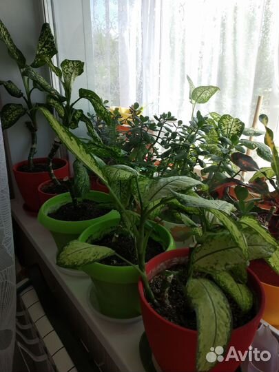 Дифенбахия