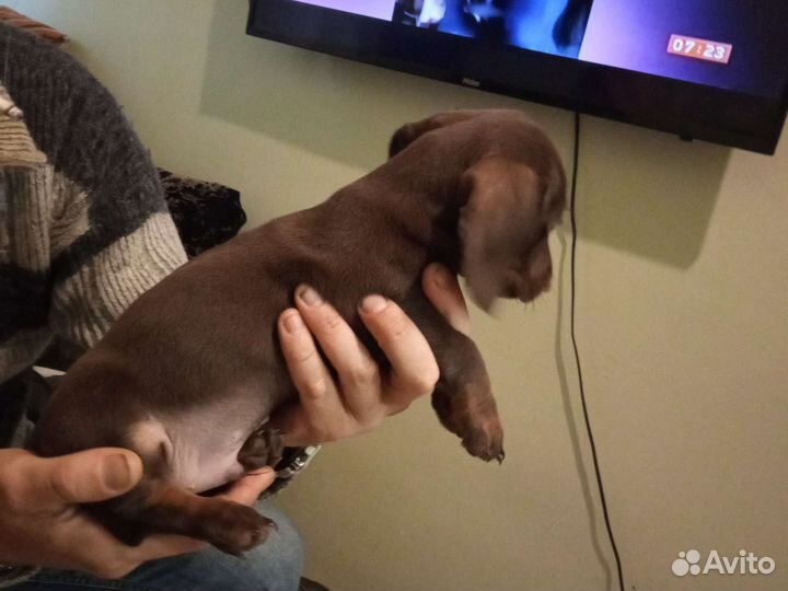 Щенок стандартной таксы