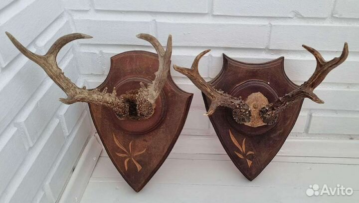 Рога косули сувенирные