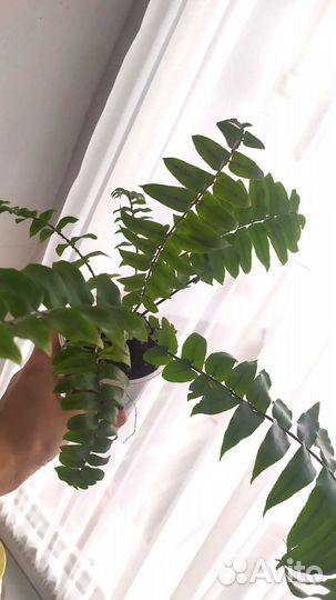 Папоротник Мачо