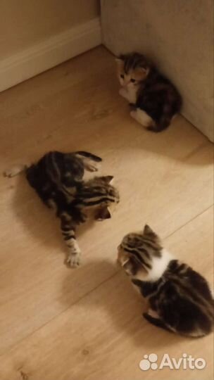 Котята в добрые руки. Мама британка, пара дворовый