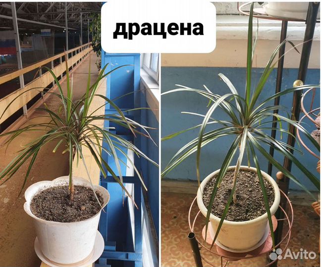 Комнатные цветы 40 видов