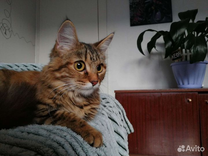 Найдена кошка