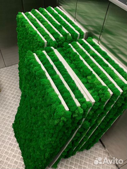 Мох Стабилизированный ягель, кочка, пласт, панно