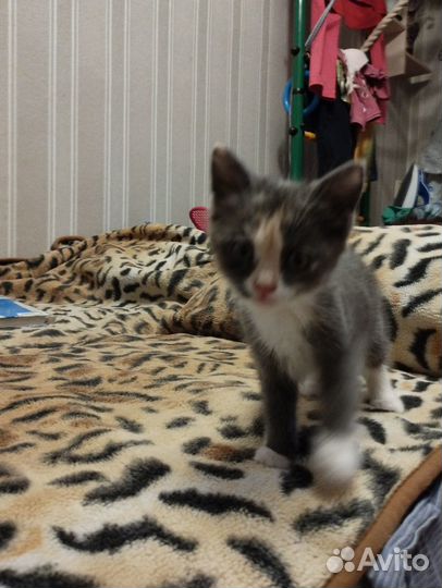 Игривый котёнок, девочка