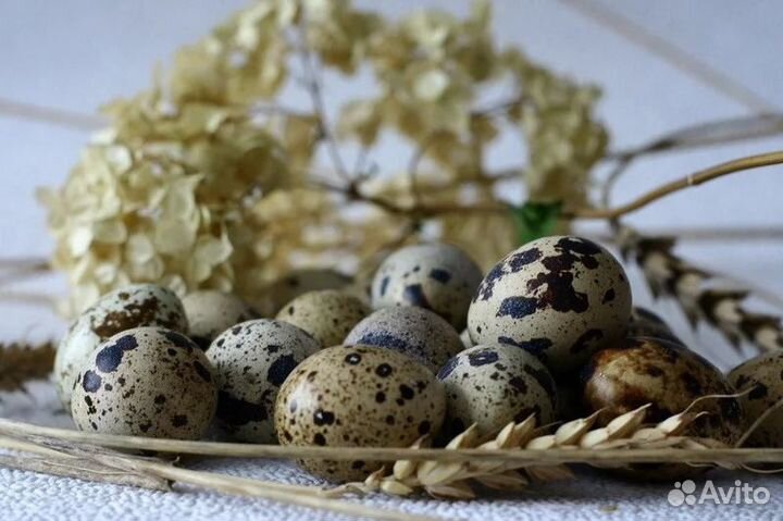 Перепелиное яйцо(пищевое и инкубационное)