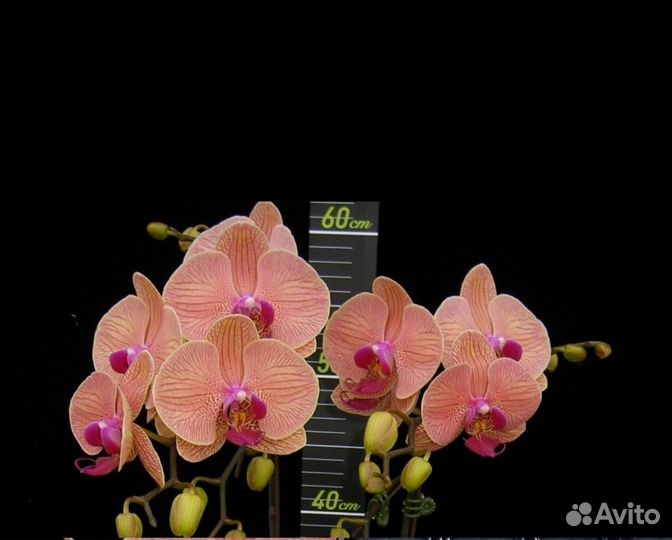 Орхидея фаленопсис Golden Leopard