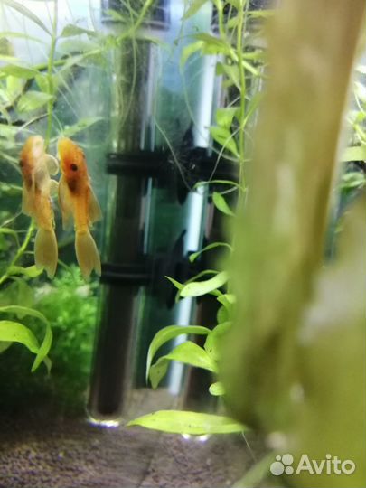 Анциструсы вуаль, корм Tetra