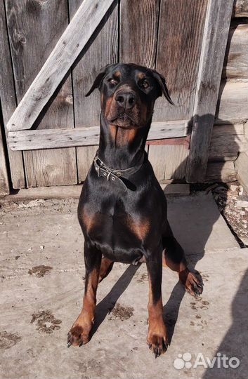 Собака доберман