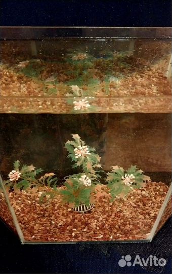 Аквариум, террариум из оргстекла