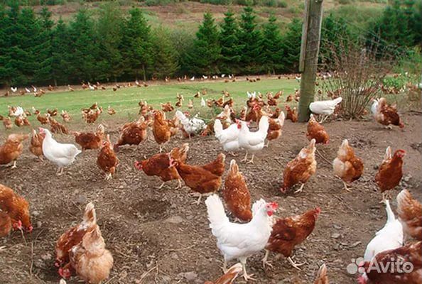 Самые яйценосные куры молодки несушки